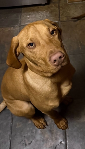 dog