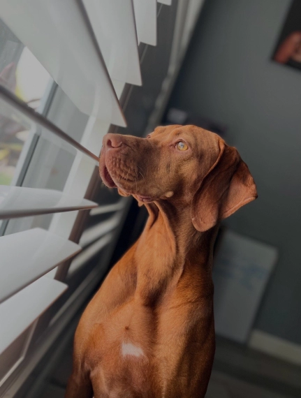 dog